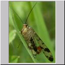 Panorpa communis - Gemeine Skorpionsfliege m03.jpg